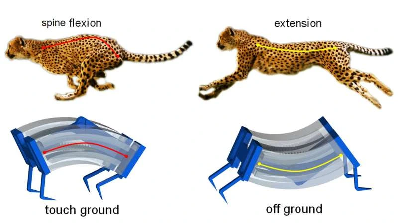 Fastest And flexible Robots - Inspired by Cheetahs