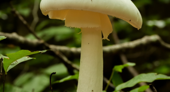 Mushroom Skin Can Be A Base for Computer Chips – Scientists Say