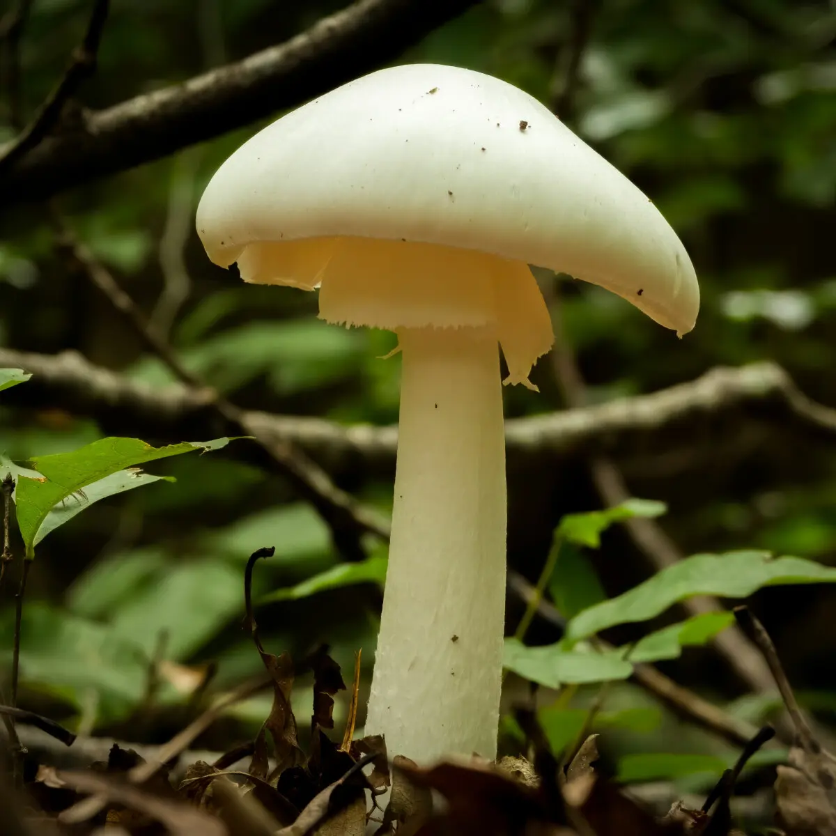 mushroom base computer chips