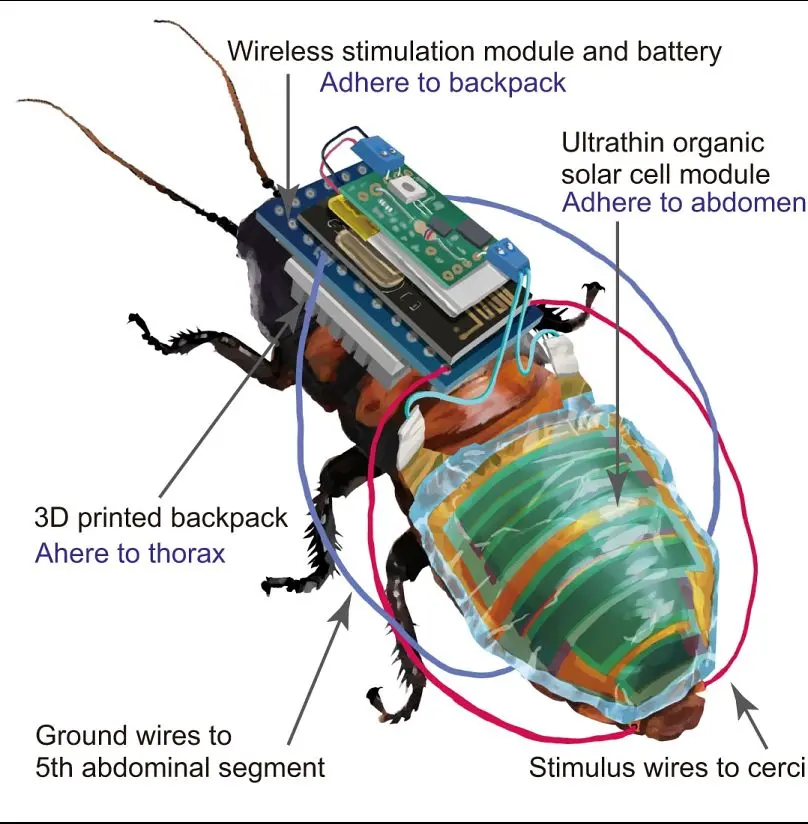 remote control cyborg cockroach