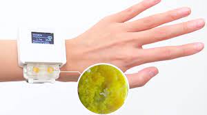 Scientists develop a slime mold-powered alive wristwatch.
