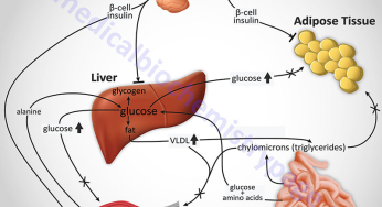 Discovery on a molecular mechanism linked to type 2 diabetes by researchers