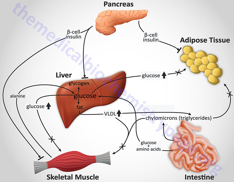 The molecular mechanism