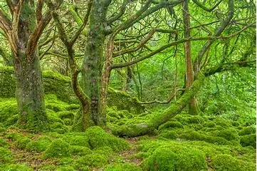 lush forest