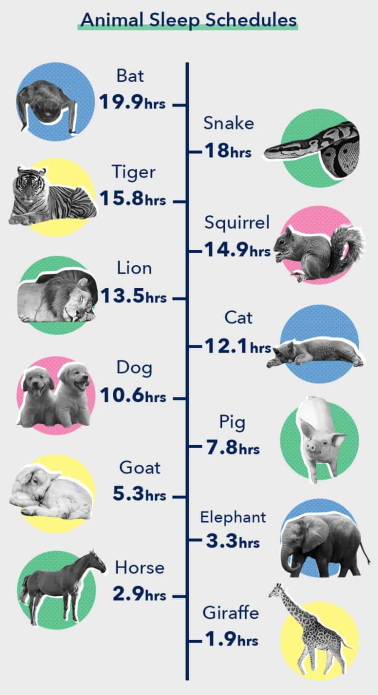 Animals and their sleeping hours