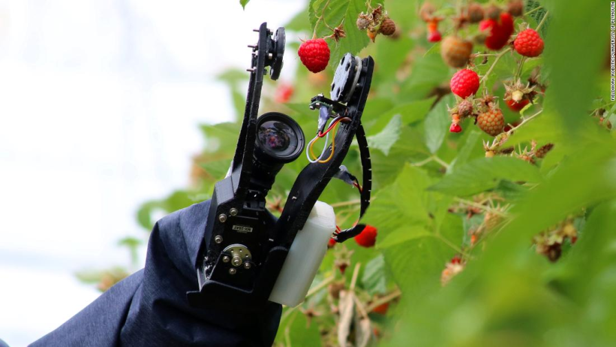Raspberry fruits picking by robot