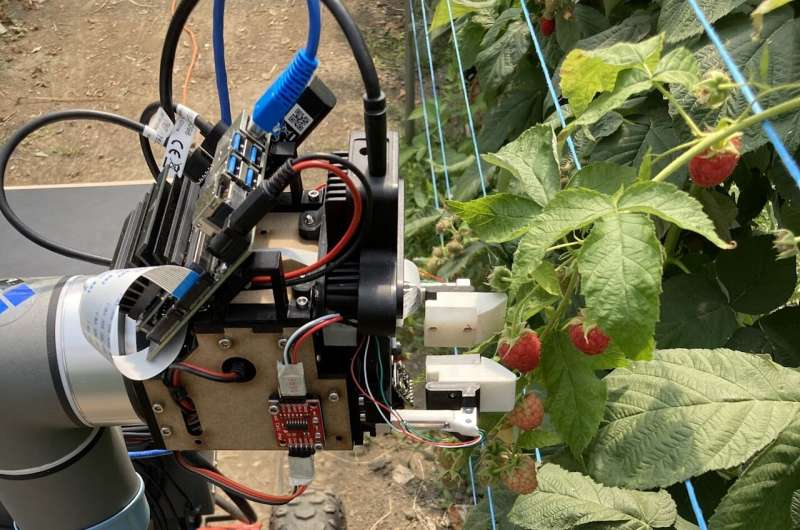 robot harvesting raspberry fruits
