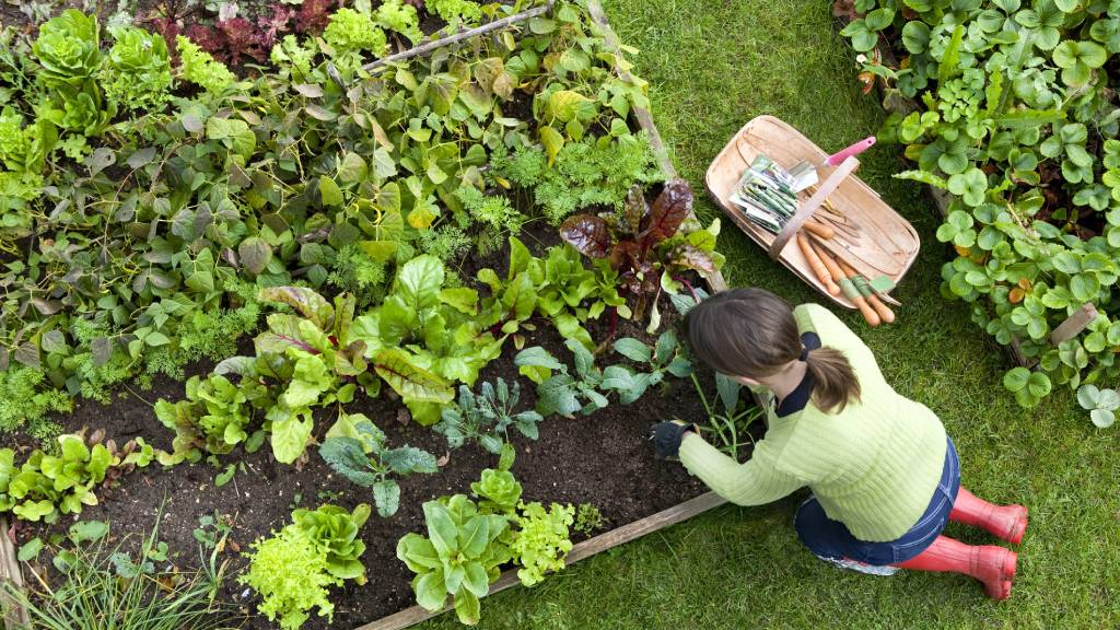 Grow your own food to save money on goceries