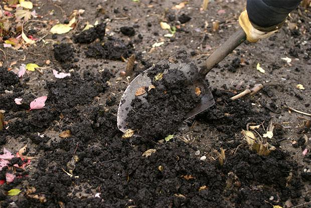 Prepare the Soil to plant the vegtables