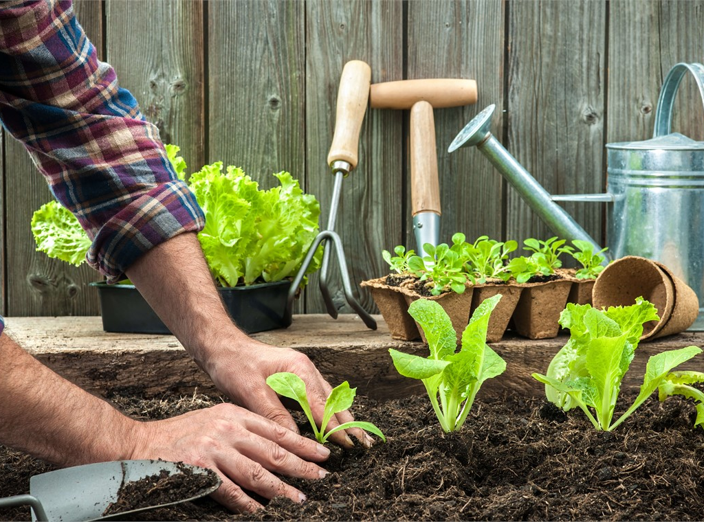 Plant Your Vegetable