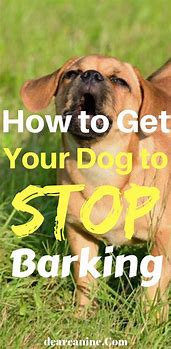 How to get a dog to stop barking