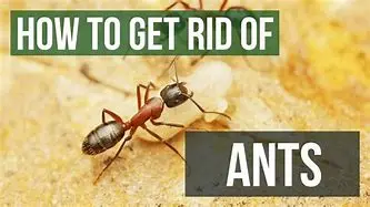 How to get rid of ants
