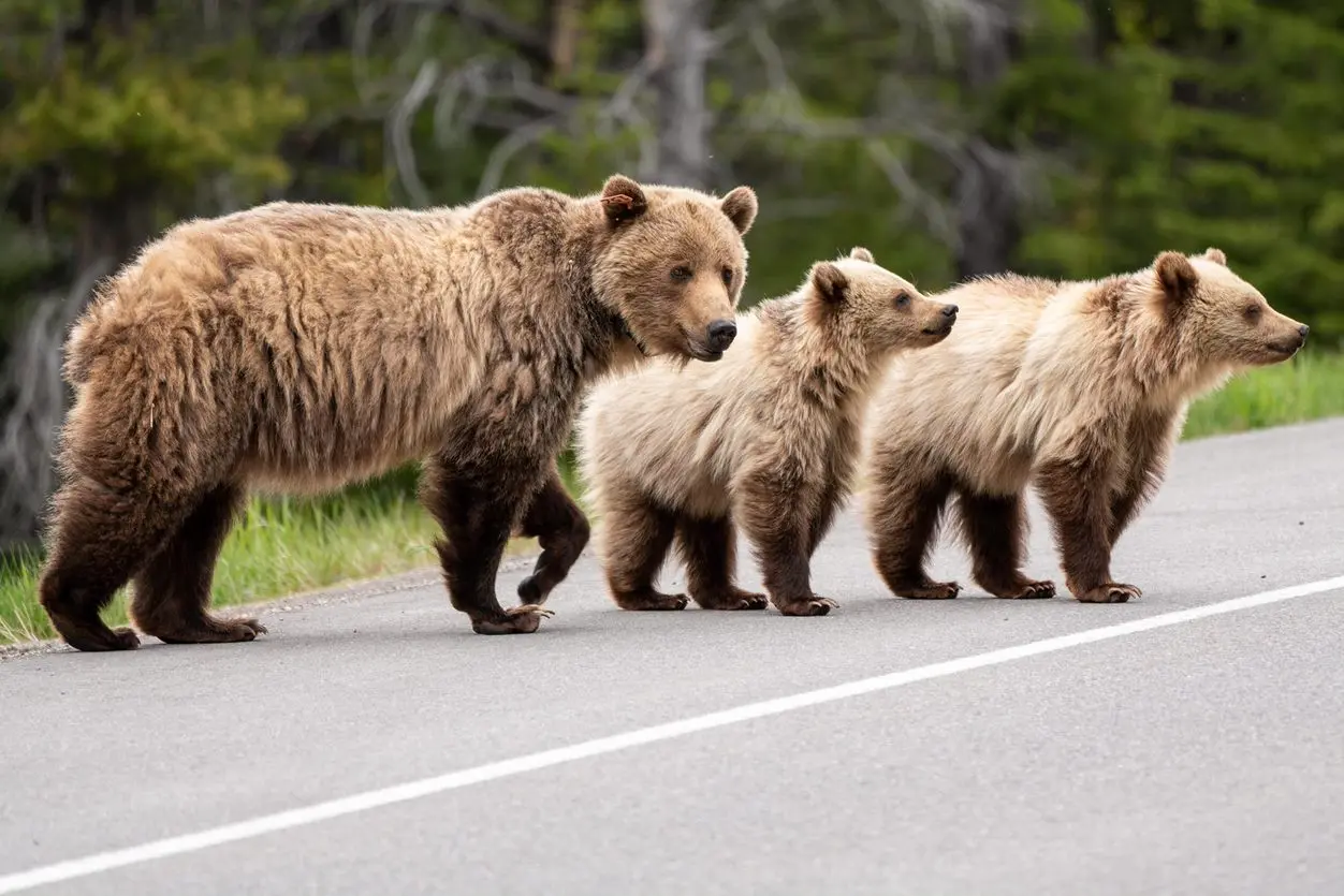 respect wildlife