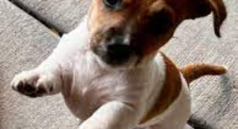 The Craigslist Albuquerque Pets Marketplace: A Sure Guide