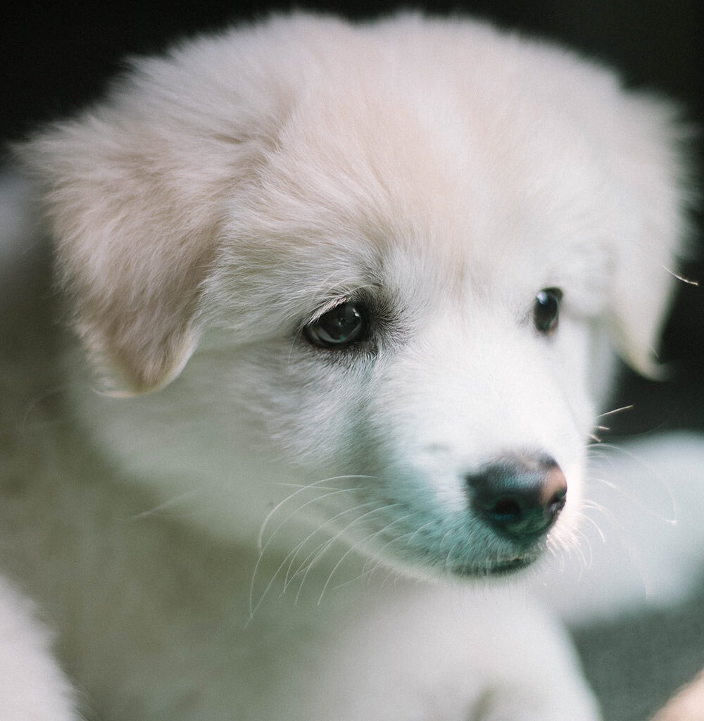 craigslist free pets