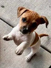 Craigslist Albuquerque Pets