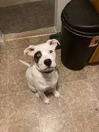 Craigslist Albuquerque Pets