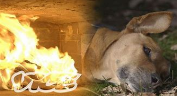 How Pet Cremation Works: A Complete Guide for Pet Owners