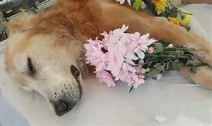 cremation types