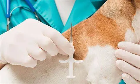 pet microchip