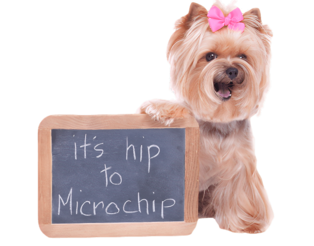 microshipped dog