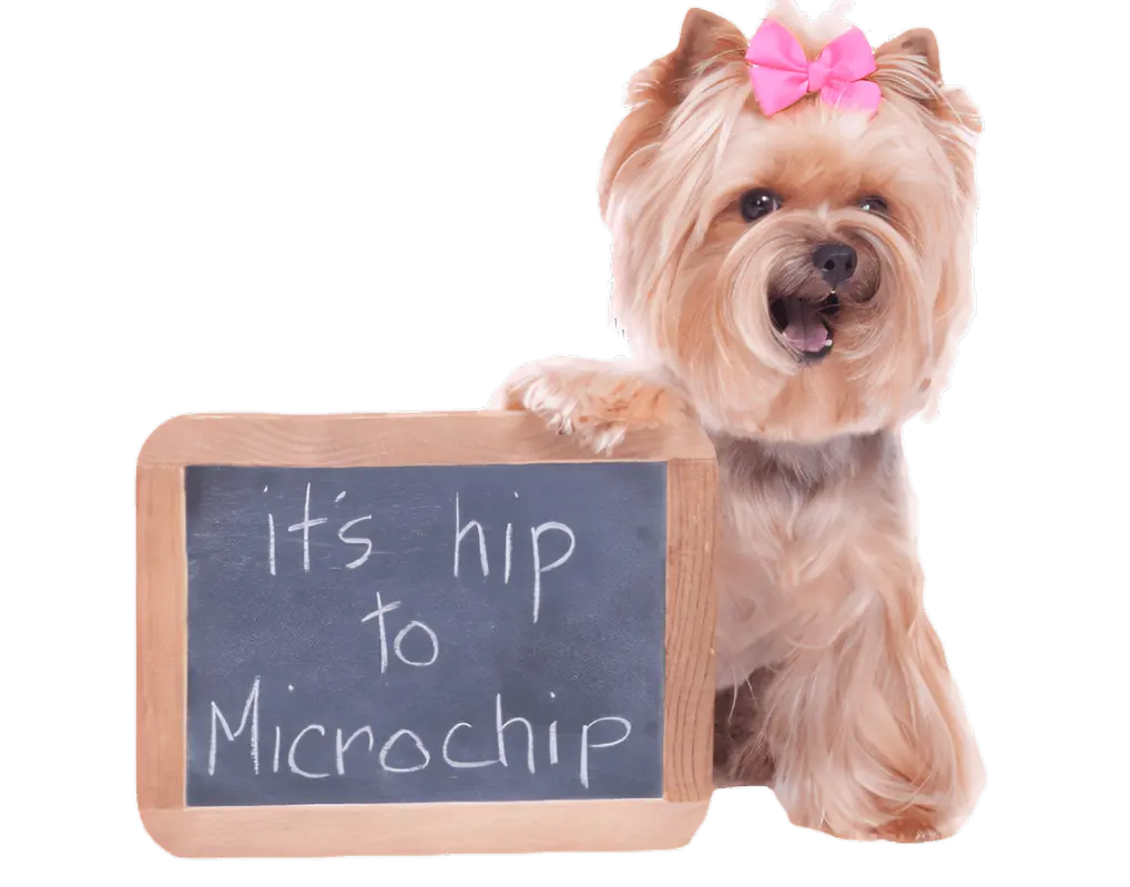microshipped dog