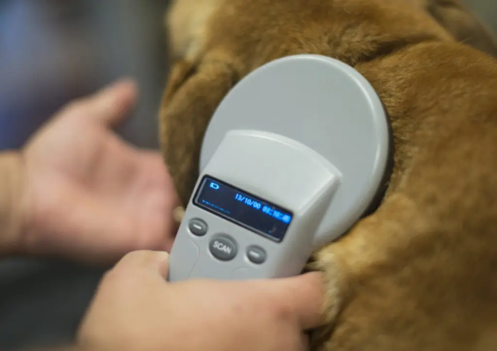 scanning pet microchip
