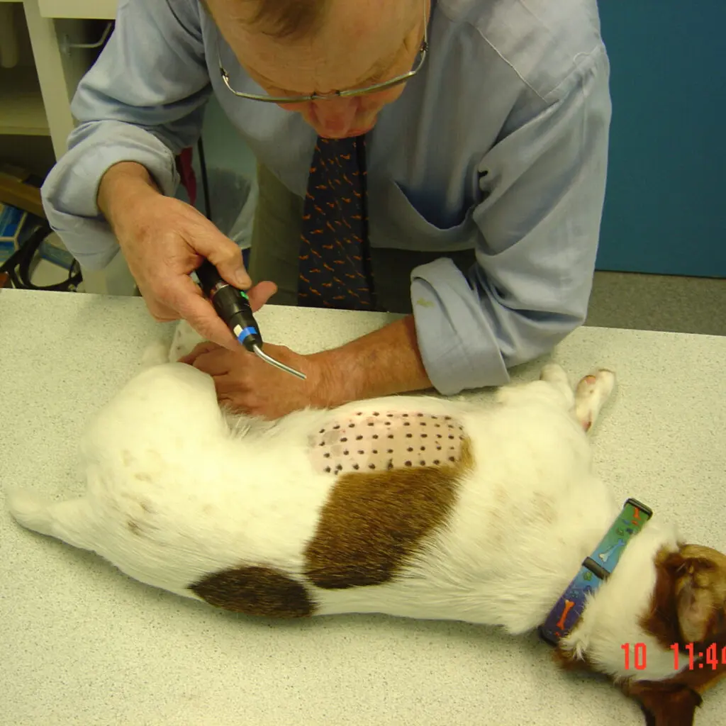 pet allergies diagonistics