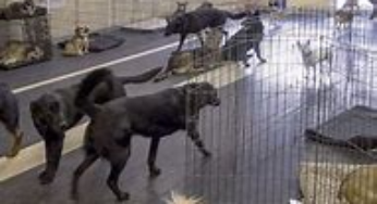 What Pet Stores Sell Dogs