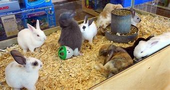 What Pet Stores sell Rabbits?