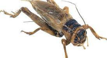 What Pets Devour Crickets