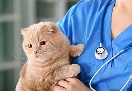 What Pet Insurance Covers Neutering