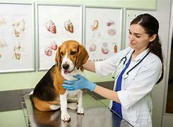 What Pet Insurance Covers Vaccines