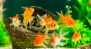 Which Pet Fish Lives the Longest?