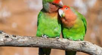 What Pet Bird Should I Get?