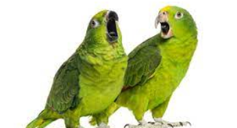 Decoding the Fascinating World of Talking Pet Birds