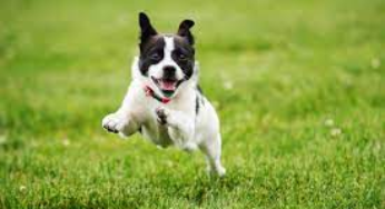 Pet Zoomies: Unleashing the Frenzy of Feline and Canine Energy