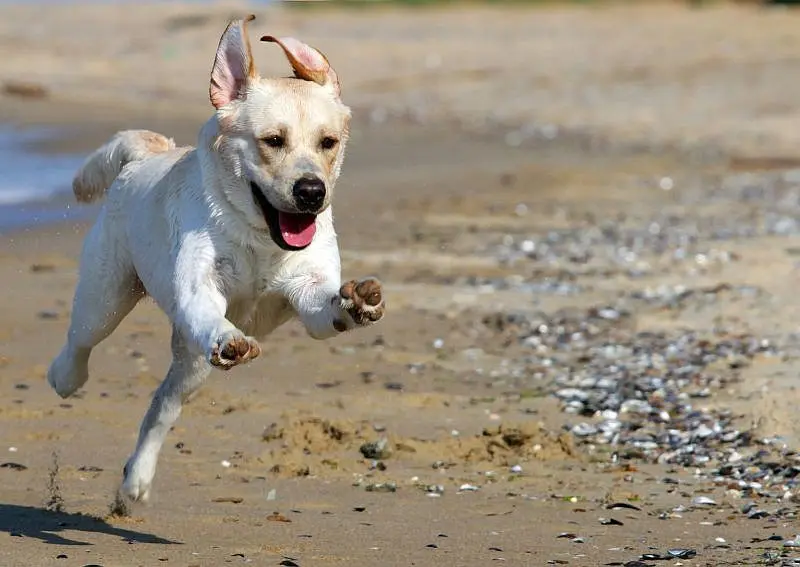 enjoy pet zoomies with caution