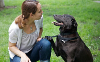 Pet Zones: Fostering a Harmonious Living Environment