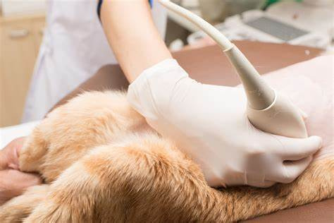 pet ultrasound