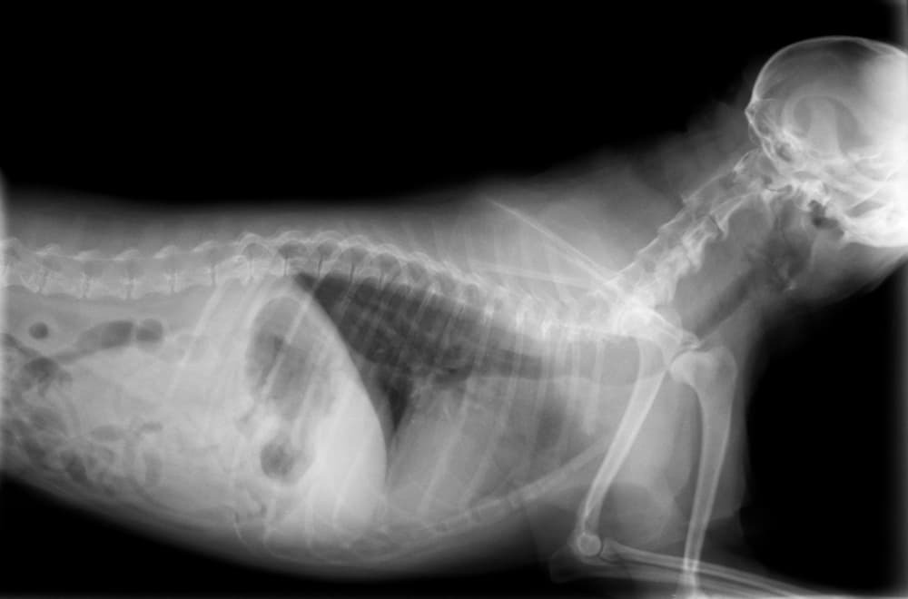 xray for pets