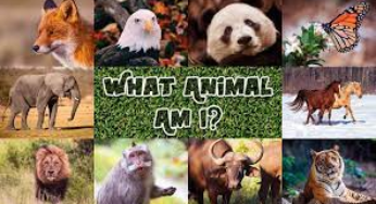 What Pet Am I?