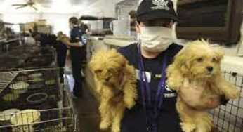 Unraveling Where to Find Your Furry Friend