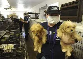 Unraveling Where to Find Your Furry Friend