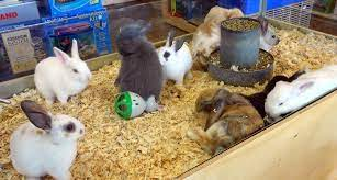 Where Can You Find Rabbits at Pet Stores