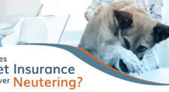 What Pet Insurance Really Covers for Neutering