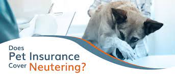 Unraveling the Knots: What Pet Insurance Really Covers for Neutering