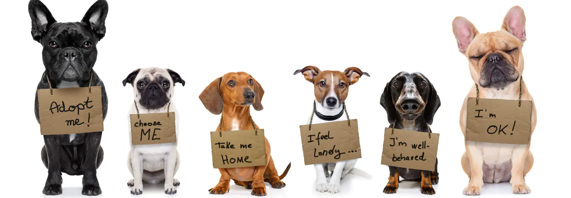 Pet Zoos: A Journey into the World of Animal Companions