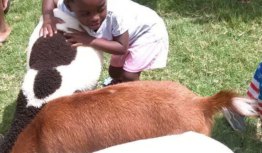 A Journey into the World of Animal Companions