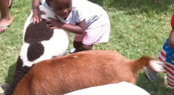 Pet Zoos: A Journey into the World of Animal Companions